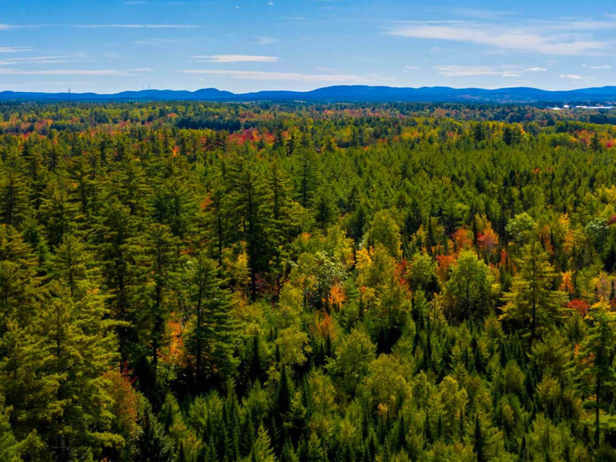 Post-Doctoral Position on Cultural Adaptation in Forest&nbsp;Management